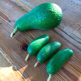aguacate fuerte