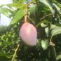 Mango keitt en el árbol