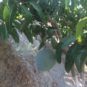 mango kent madurando en el arbol