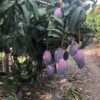 mangos osteen en el árbol