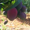 mangos irwin madurados en el arbol