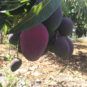 mangos irwin madurados en el arbol