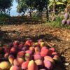 mango irwin recolectado del arbol