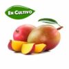 mango osteen de la Costa Tropical en cultivo mango osteen de la Costa Tropical en cultivo