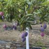 mangos irwin en el arbol