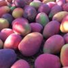 comprar mangos recién recolectados
