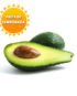 aguacate fuerte huerta tropical temporada aguacate Fuerte de la Costa Tropical en temporada