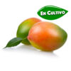 mango keitt de la Costa Tropical de Granada y Málaga en cultivo