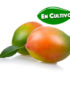 mango keitt de la Costa Tropical de Granada y Málaga en cultivo