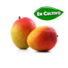 mango kent de la Costa Tropical en cultivo mango kent de la Costa Tropical en cultivo