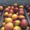 caja mango bombon o abortos de irwin