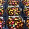 cajas de mango bombón