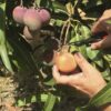 corte de mango bombon o abortos de mango