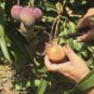 corte de mango bombon o abortos de mango