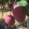 mango bombon o aborto de mago junto a mango irwin