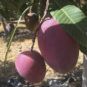 mango bombon o aborto de mago junto a mango irwin