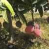 Árbol mango bombón o abortos de mango