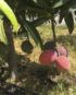 Árbol mango bombón o abortos de mango