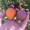 comprar mangos directamente del árbol