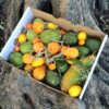 Surtido de frutas tropicales de temporada