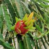 cultivo en Andalucía de pitahaya