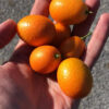 comprar kumquat