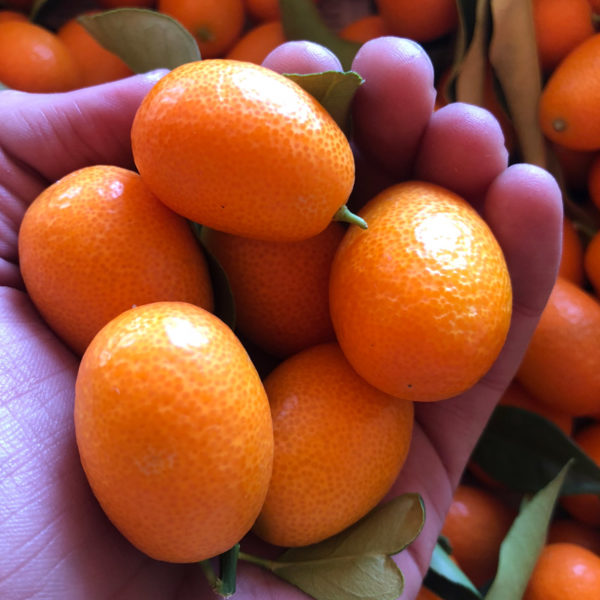 Comprar kumquats o naranjas chinas Huerta Tropical