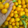 comprar online a domicilio limequat